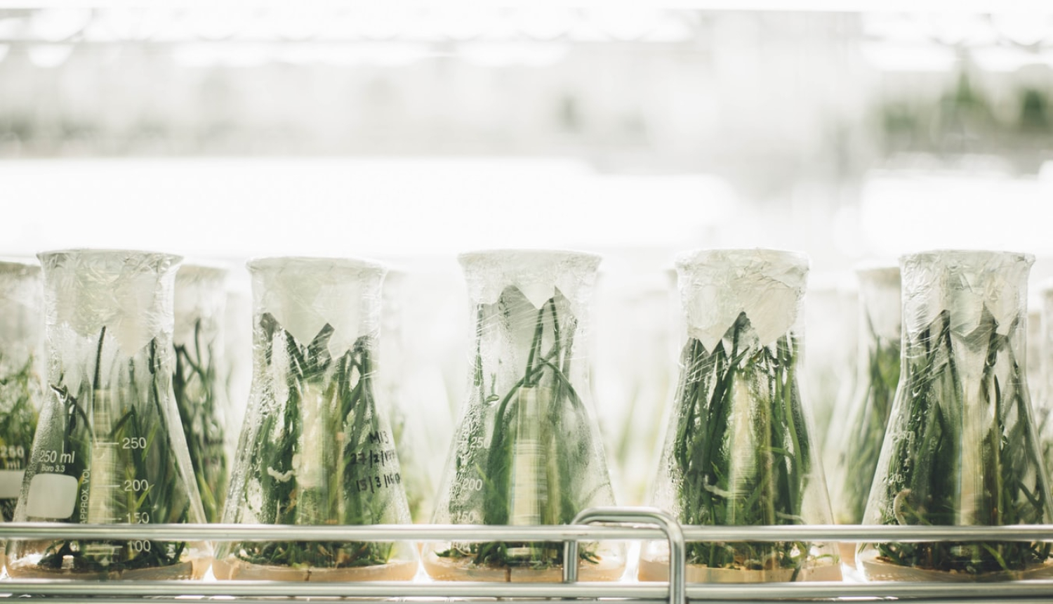 glāzītes ar zaļiem augiem medicīnas laboratorija